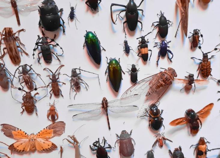 Entomology: Insect diversity and decline 2025